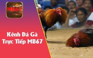 Đá Gà Trực Tiếp MB67 - Cập Nhật Kết Quả Và Tỷ Lệ Cược Mới Nhất