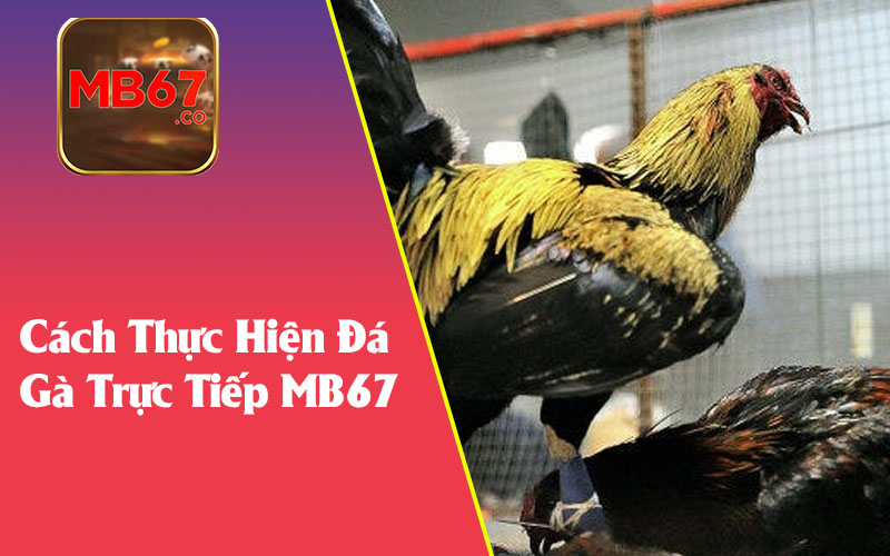 Cách Thực Hiện Đá Gà Trực Tiếp MB67