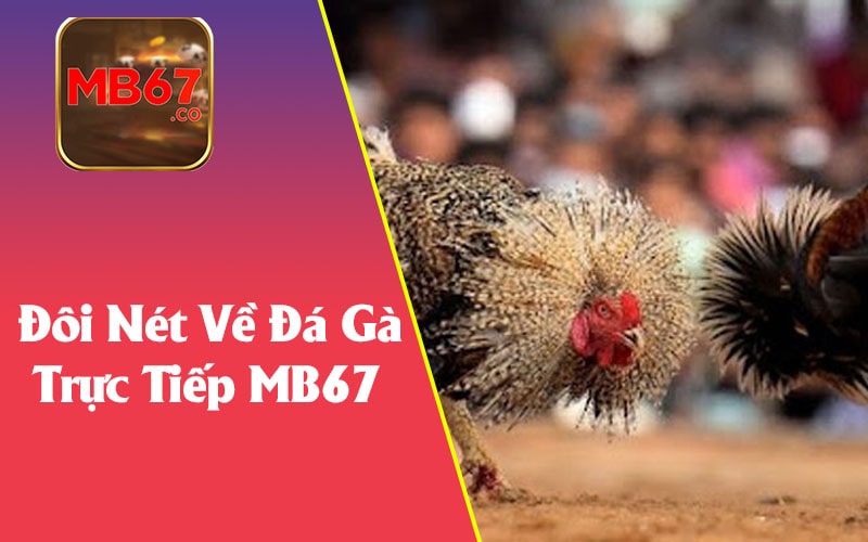 Đôi Nét Về Đá Gà Trực Tiếp MB67